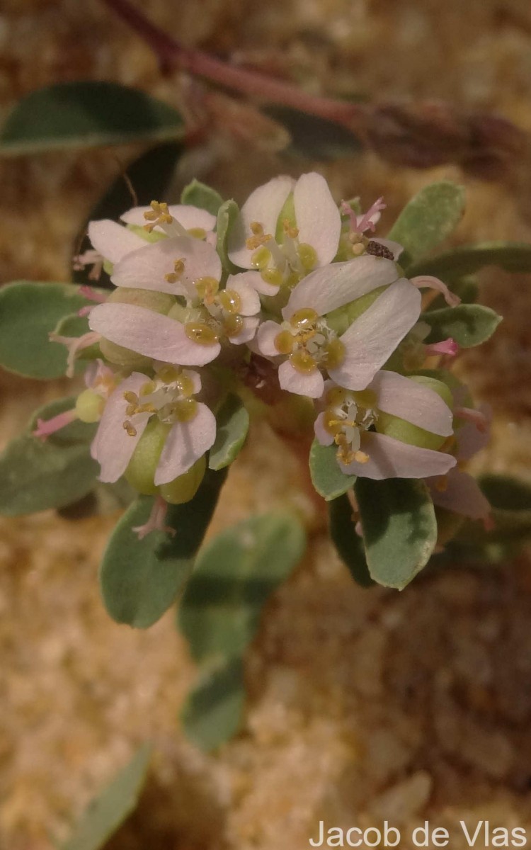 Euphorbia rosea Retz.